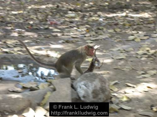 Monkeys, Death, Wake, Grief, Elephanta Island, Maharashtra, Bombay, Mumbai, India